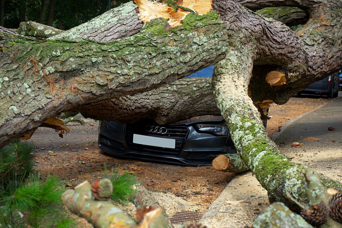 A large split hardwood trunk lying across a parked car on a residential street, with several limbs already cut back to short stubs