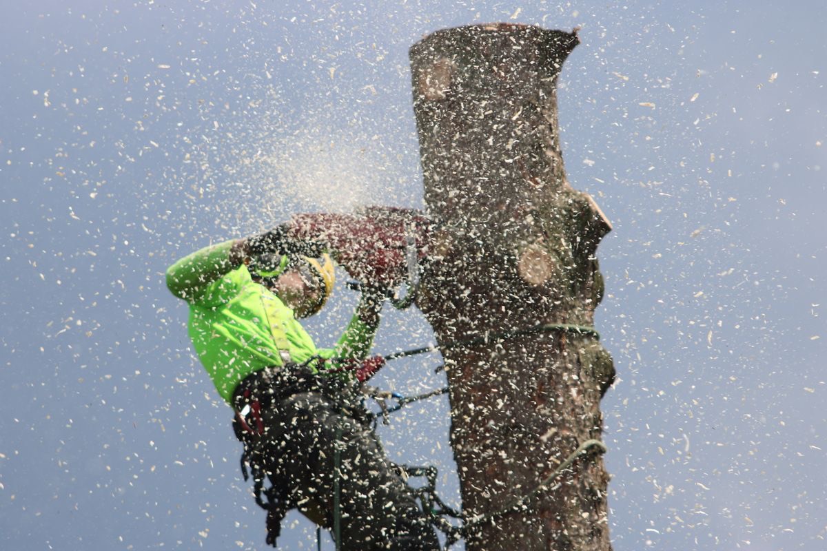 A climber on a spar trunk with a chainsaw, sawdust flying, roped into a harness with rigging lines