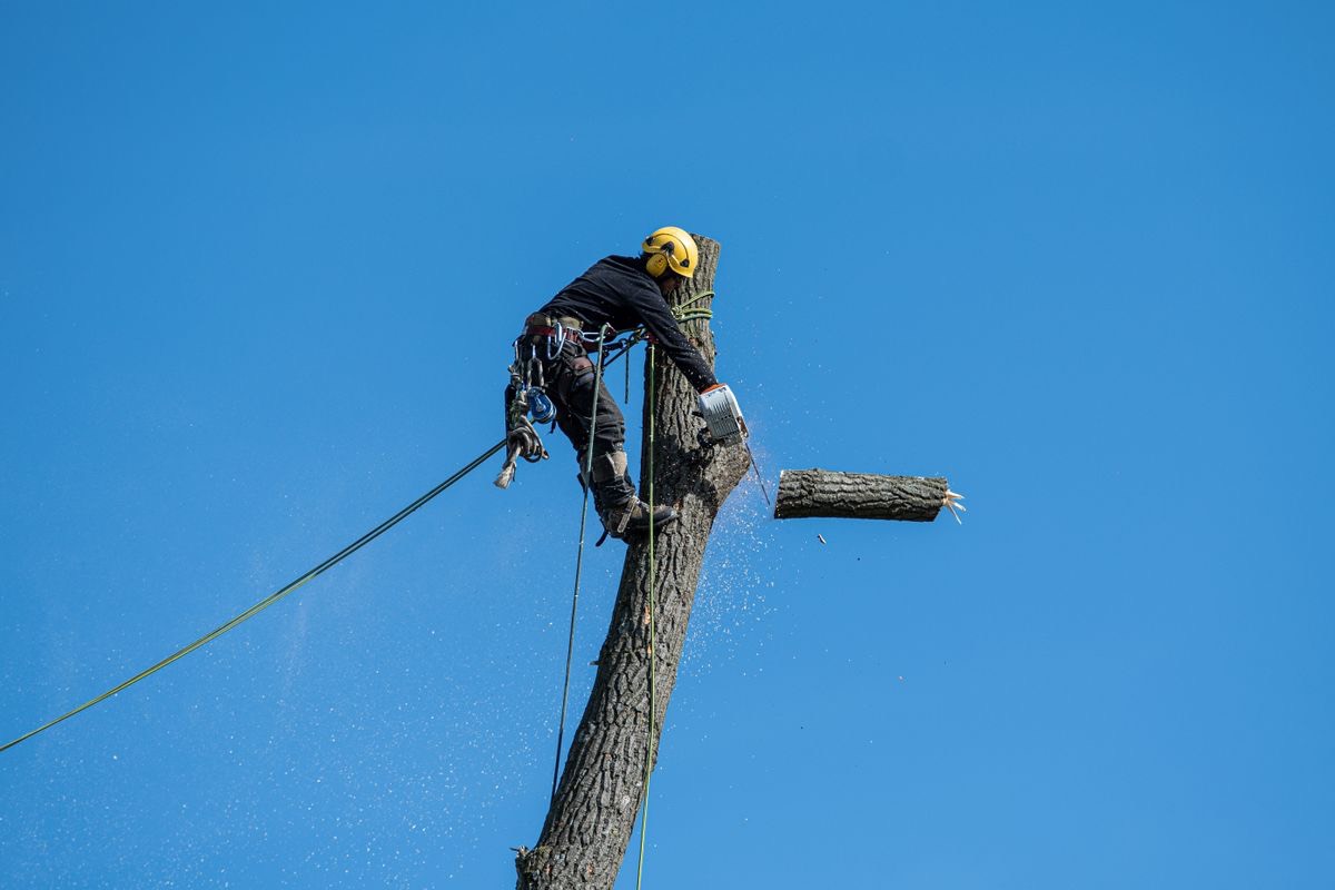 An arborist in a helmet and harness tied in high on a tall trunk, cutting it down in short sections instead of felling it whole